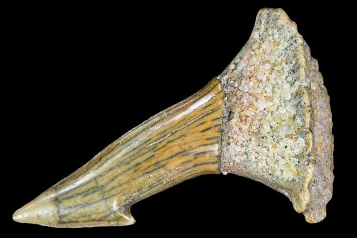 Fossil Sawfish (Onchopristis) Rostral Barb- Morocco #106453
